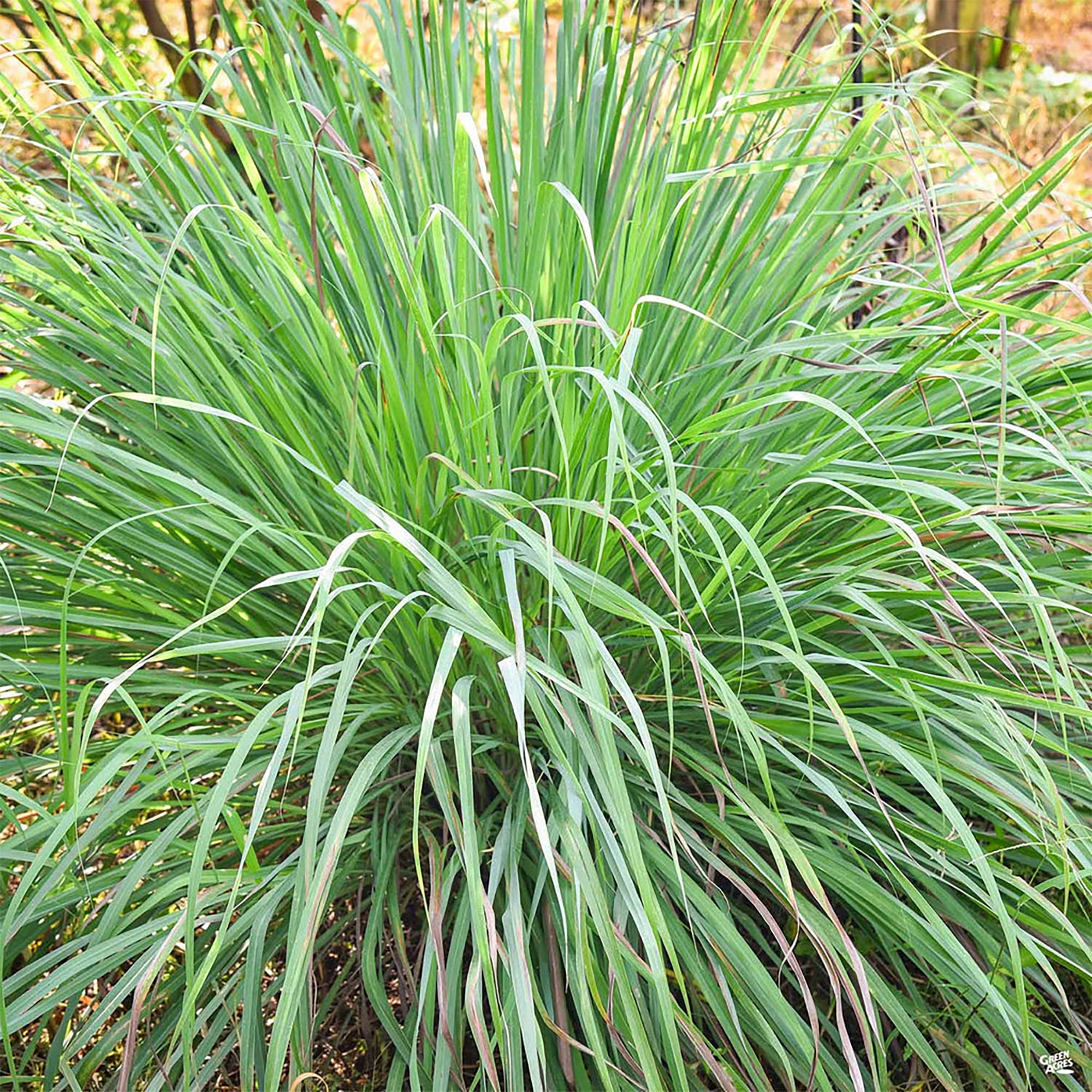 Evergrowseeds Cymbopogon flexuosus lemongrass plant seeds for garden planting, showing small seed packets with green and yellow packaging.