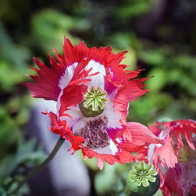 Danish Flag Poppy Seeds for Stunning Red & White Flowers