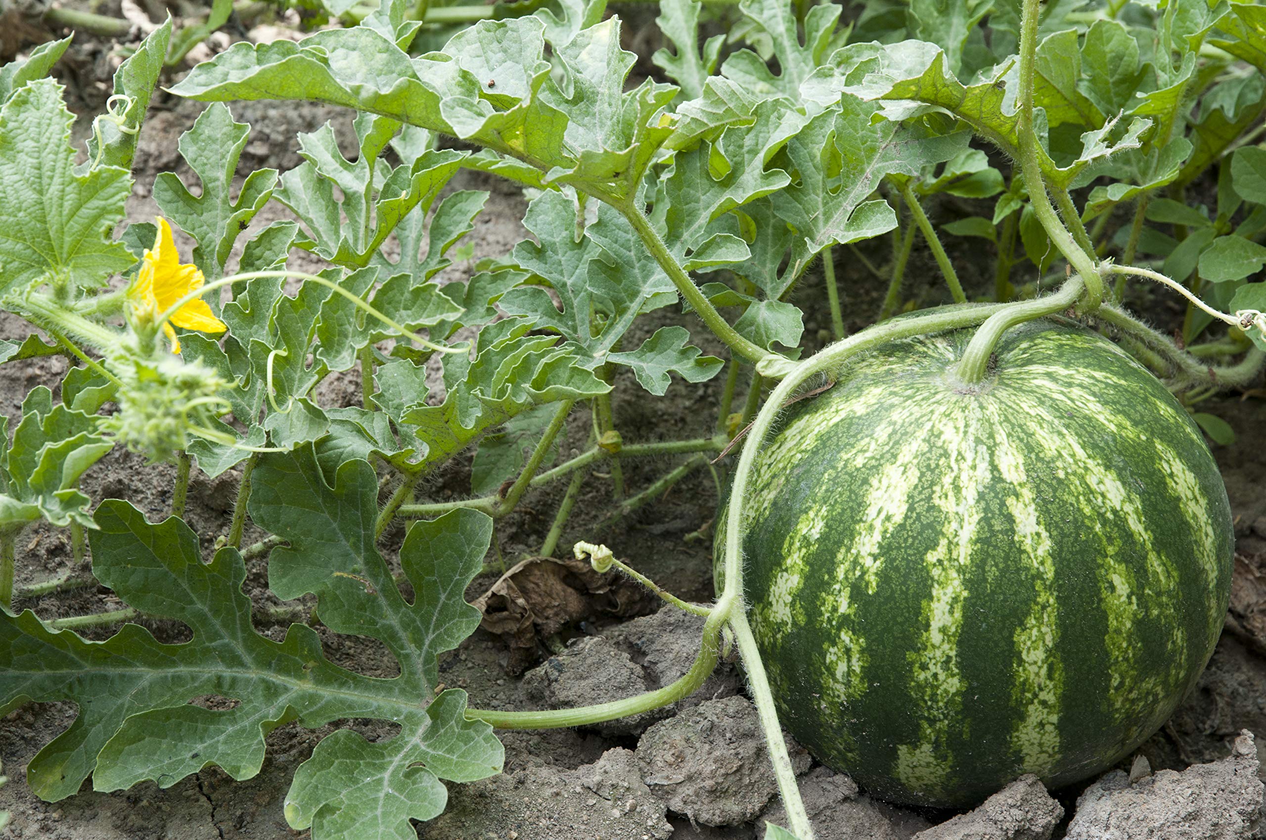 Green Flesh Watermelon Seeds Japan Watermelon Plants, Tasty Edible Vegetable Fruit Seeds - Evergrowseeds