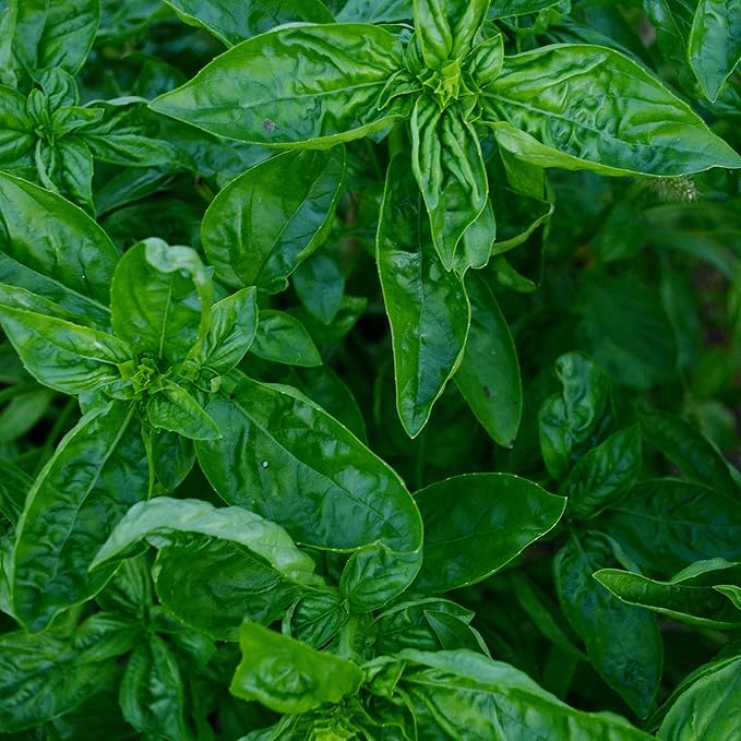 Greek Basil Seeds for Fresh, Aromatic Herbs