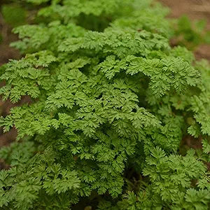 Curled Chervil Seeds for Aromatic Herb Gardening