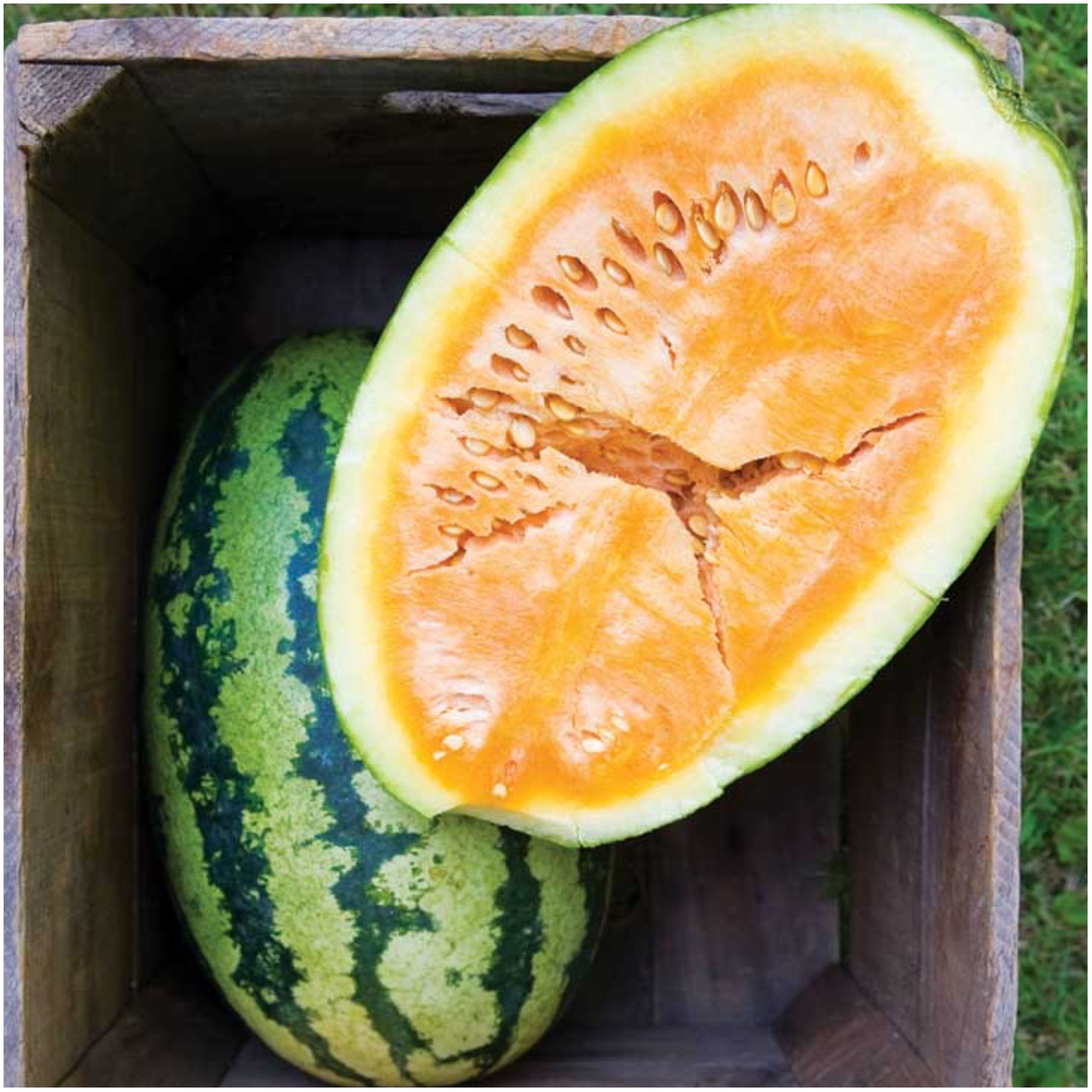 Orangeglo Watermelon Seeds for Planting Citrullus lanatus for vegetable patches and summer gardens - Evergrowseeds