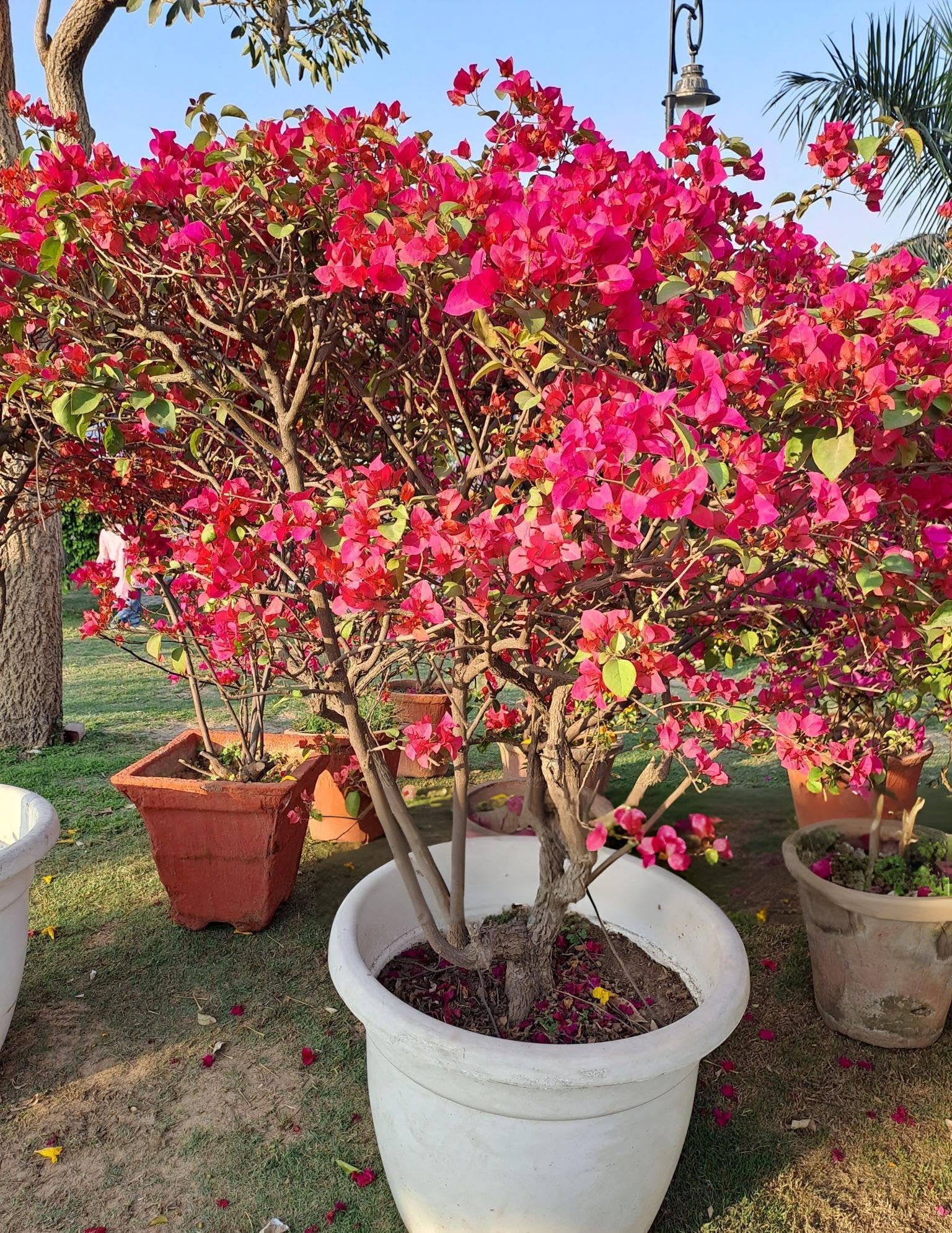 Bougainvillea Bougainvillea spp. Flower Seeds for Planting in Flower Bed