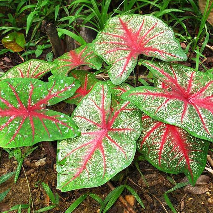 Caladium Bicolor Plant Caladium bicolor Seeds for Planting in Flower Bed