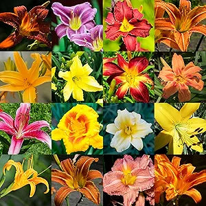 Daylily Hemerocallis spp for planting in flower bed
