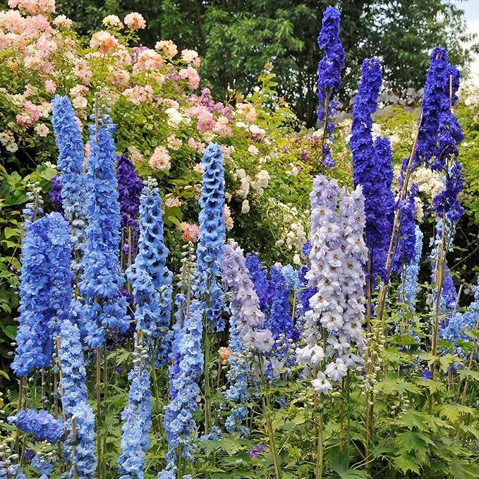 DELPHINIUM AJACIS Mixed Flower Seeds for Planting in Flower Bed
