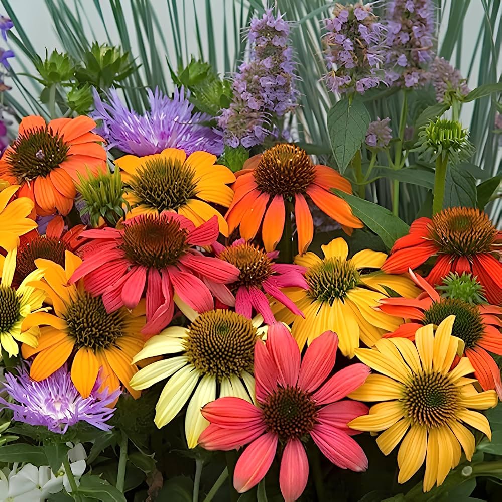 Glowing Dream Coneflower Echinacea purpurea for planting in flower bed