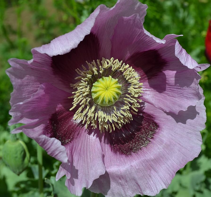 Mohnblumensamen Papaver somniferum Flower Seeds for Planting in Garden and Wildflower Bed - Evergrowseeds