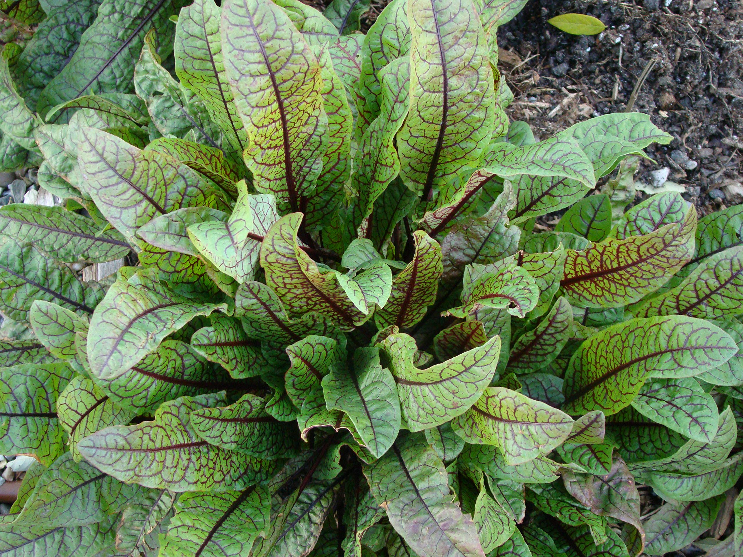 Rumex Acetosa Rumex acetosa Seeds for Planting in Herb Garden