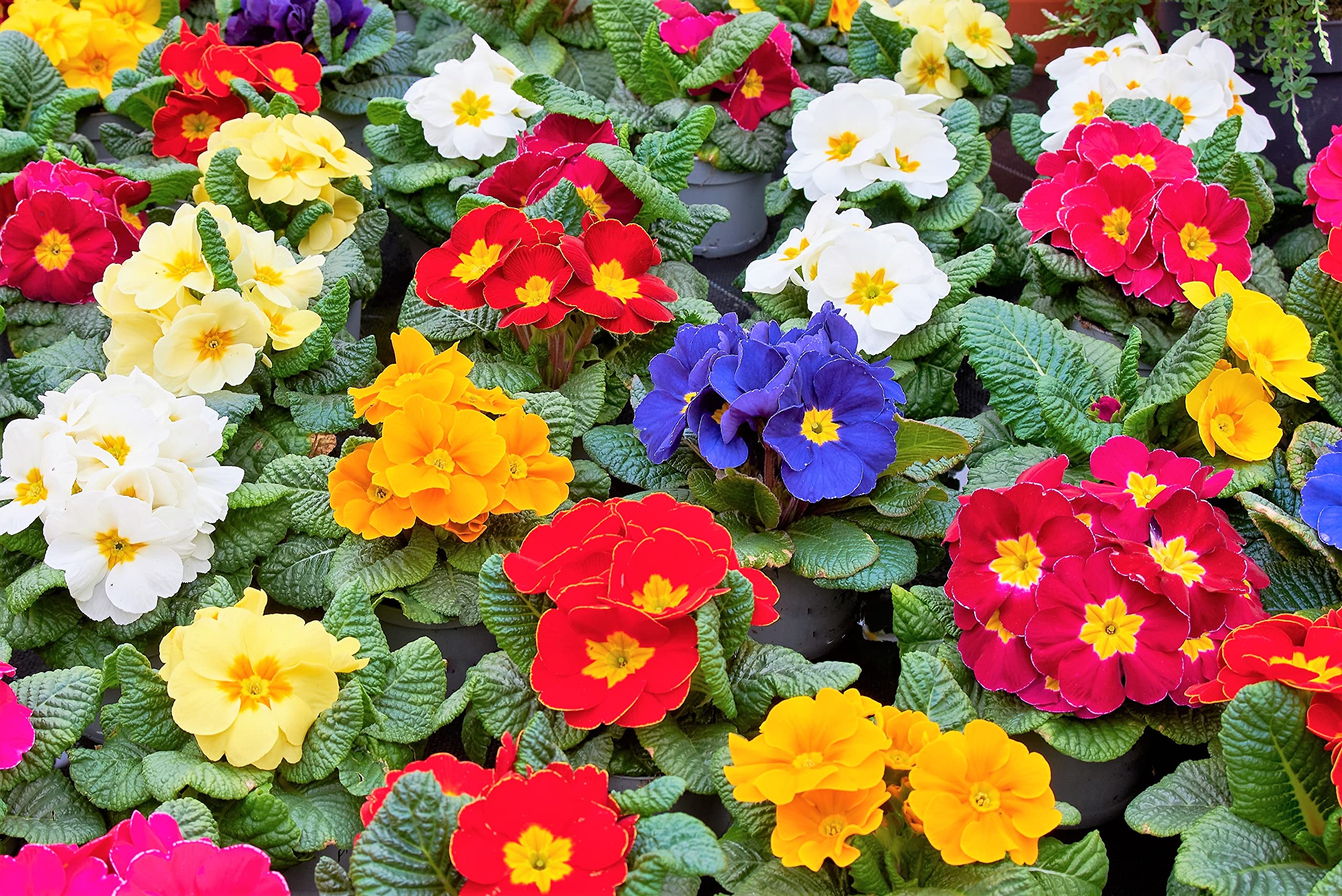 Primula Seeds for Planting Primula Vulgaris mixed colors flower bed window box
