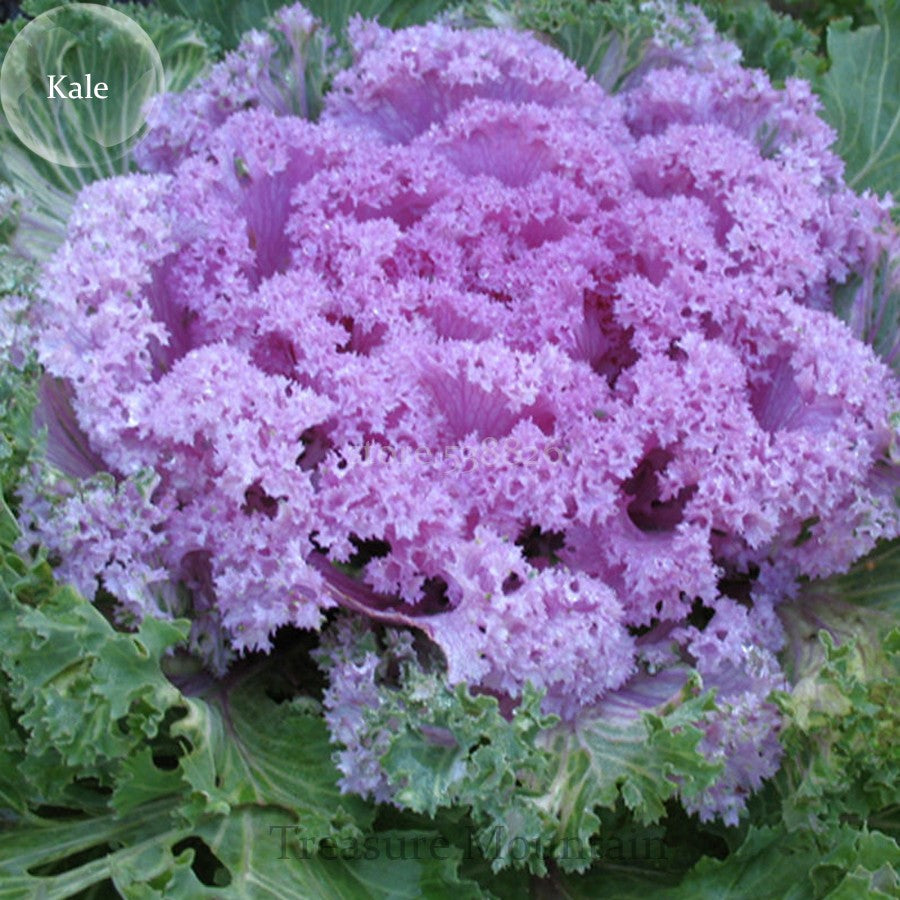 Violet Sky Blue Brassica Oleracea Flower Seeds for Planting Colorful Display Heirloom & GMO Free Seeds for Home Garden
 
 Sale