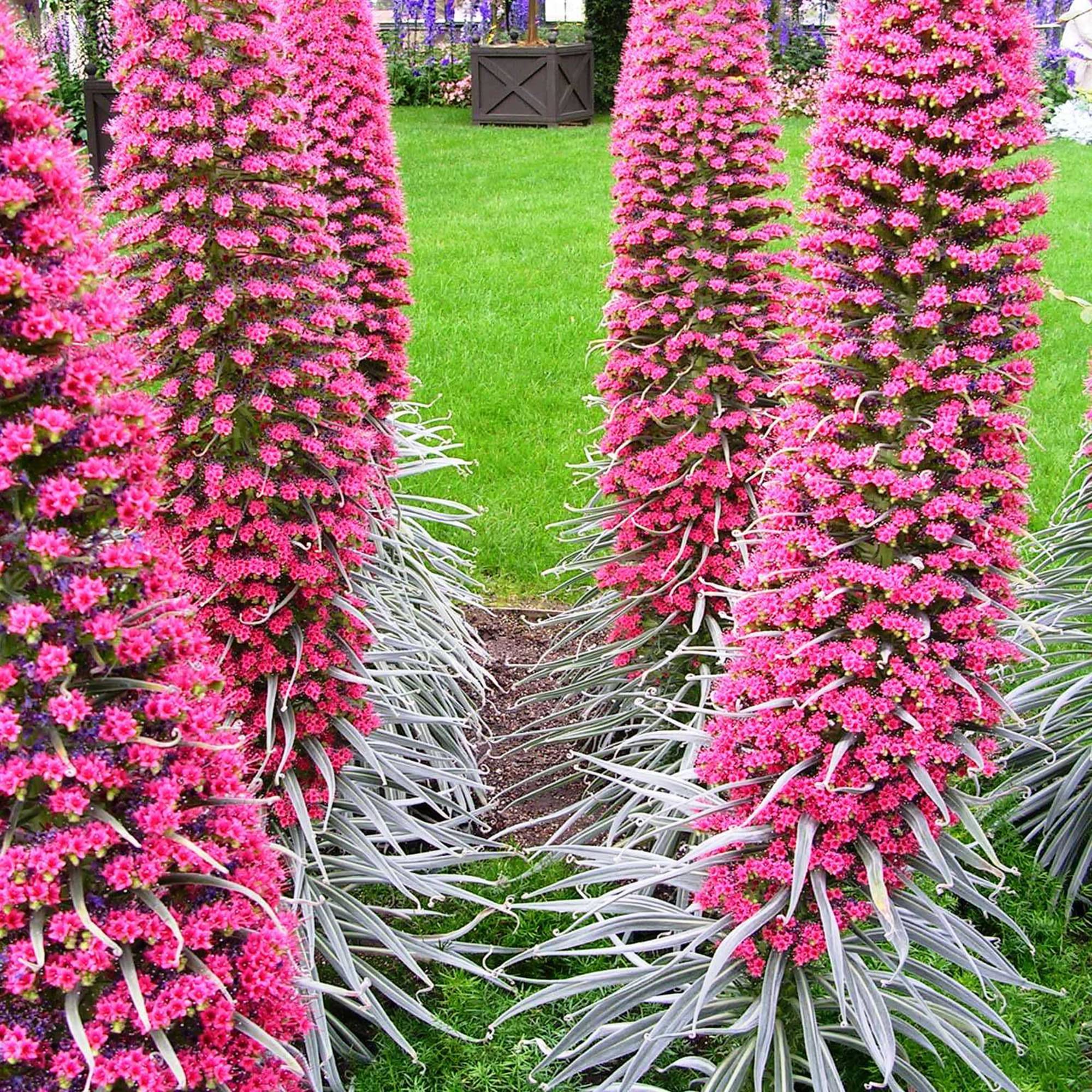 Echium Tree Echium spp Seeds for Planting in Flower Bed and Garden
