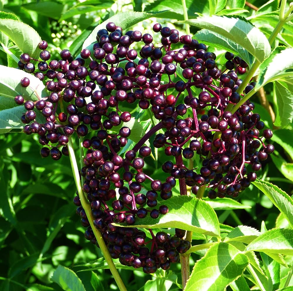 Elderberry Seeds for Planting Sambucus nigra for home orchards and herbal gardens