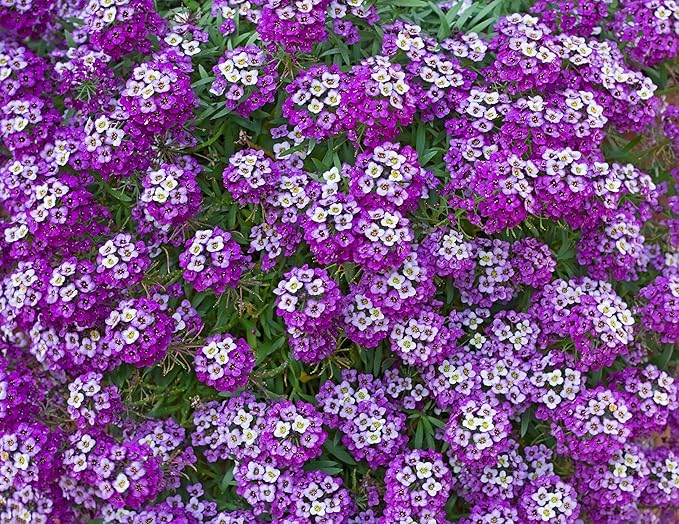 Alyssum Flower Lobularia maritima Seeds for Planting in Flower Bed & Urban Garden