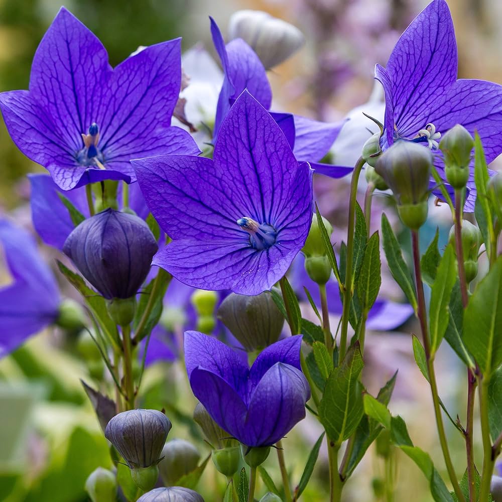 Balloon Flower Seeds for Planting Platycodon grandiflorus for home gardens and rock borders
