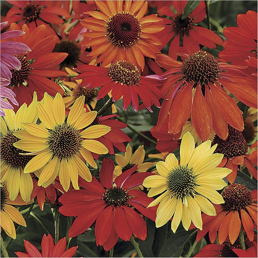 Glowing Dream Coneflower Seeds for Planting Echinacea purpurea for flower beds and herb gardens