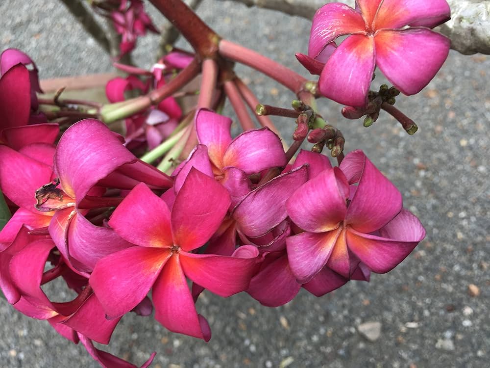 Plumeria Rubra Seeds for Planting in Tropical Garden