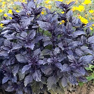 Dark Opal Basil Seeds for Fragrant, Purple Basil