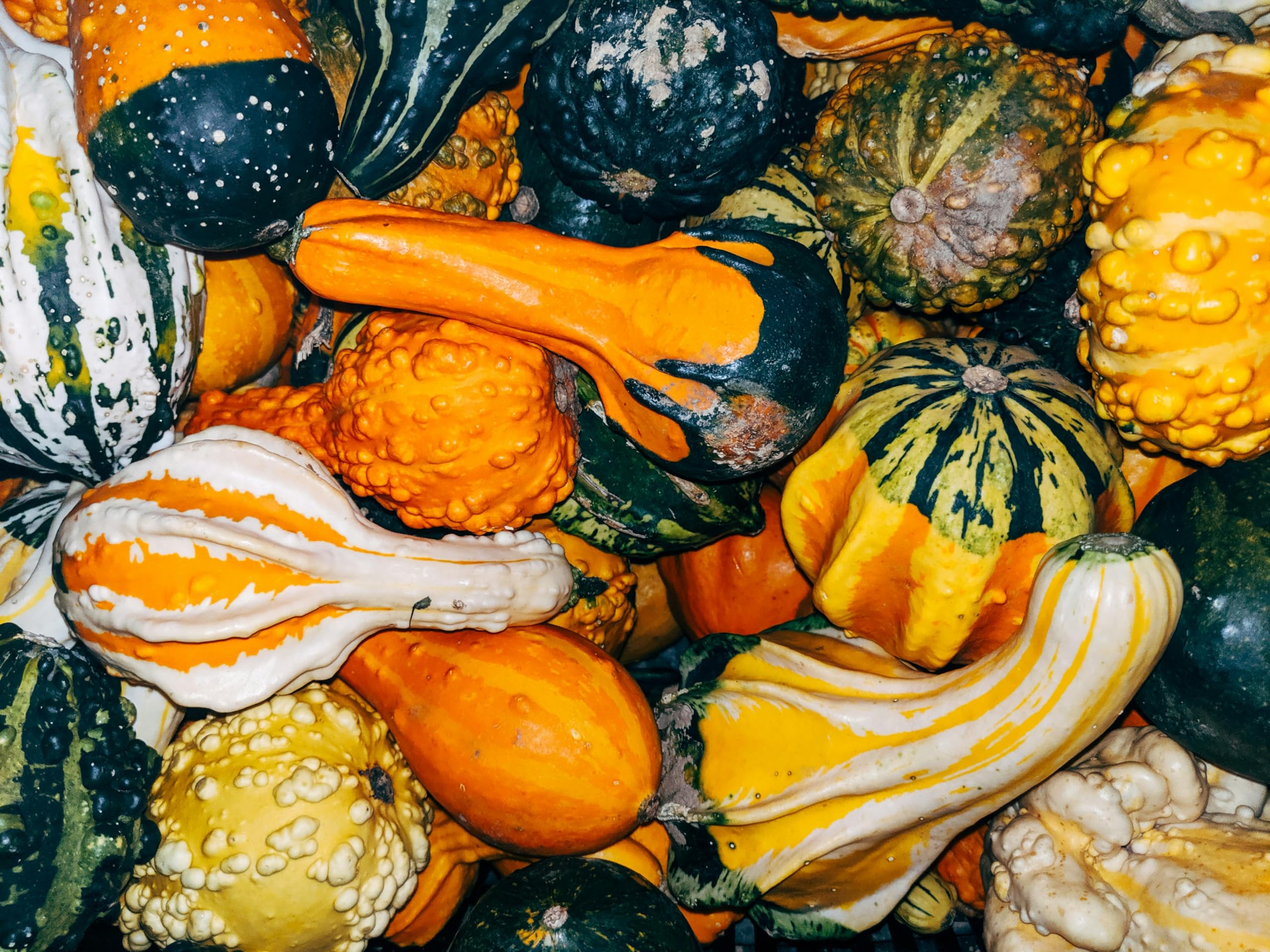 Cauldron Gourd Seeds for Planting Cucurbita pepo for decorative gardens and autumn displays
