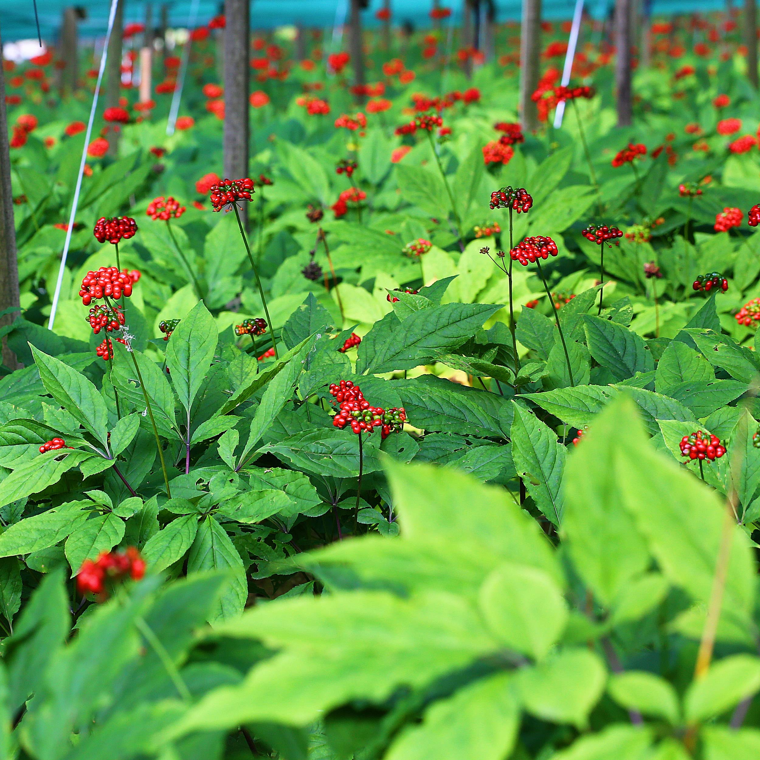 Korea Ginseng Panax ginseng Seeds for Planting in Herbal Garden