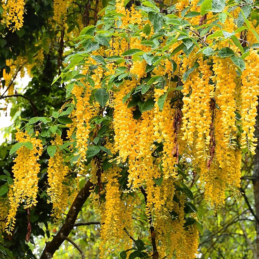 Wisteria Wisteria spp. Seeds for Planting - Ideal for Flower Bed & Urban Garden