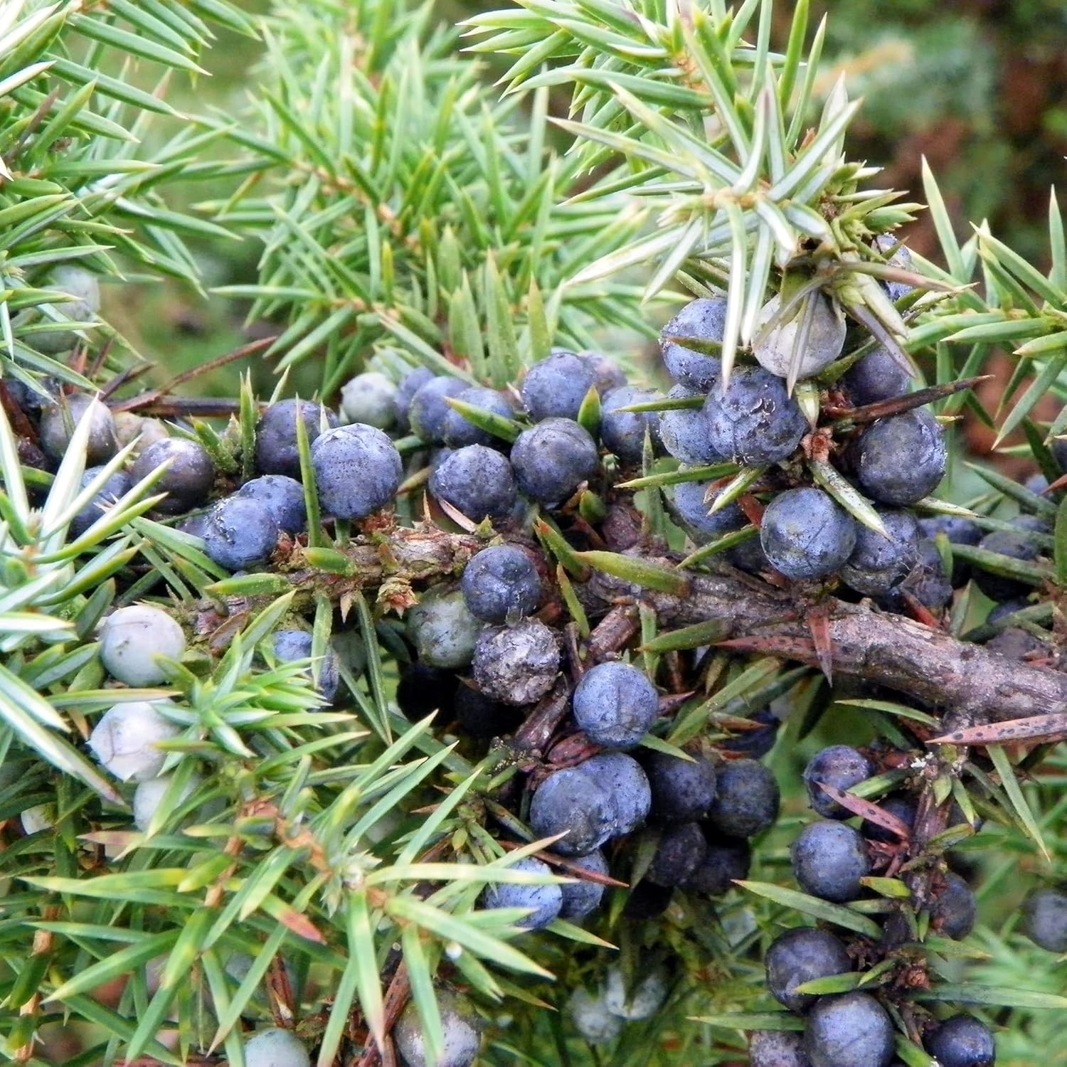 Common Junipers Seeds Juniperus Communis Tree Shrub Fruit For Planting Screening Plant Evergreen