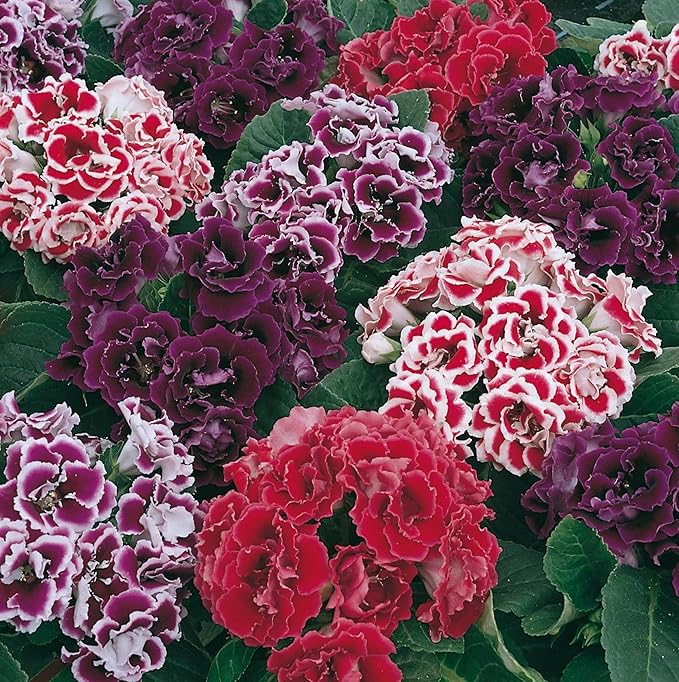 Gloxinia Sinningia speciosa Flower Seeds for Planting in Indoor Garden