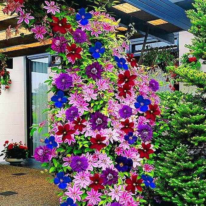 Clematis Clematis spp. for planting in flower bed