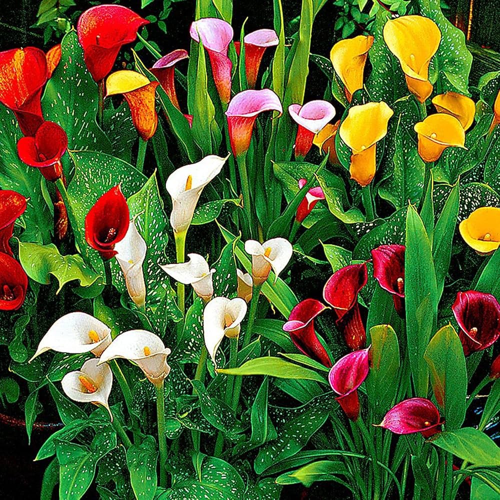 Calle Flower seeds for Planting - Compact Growth, Heirloom & GMO Free Seeds for Home Garden