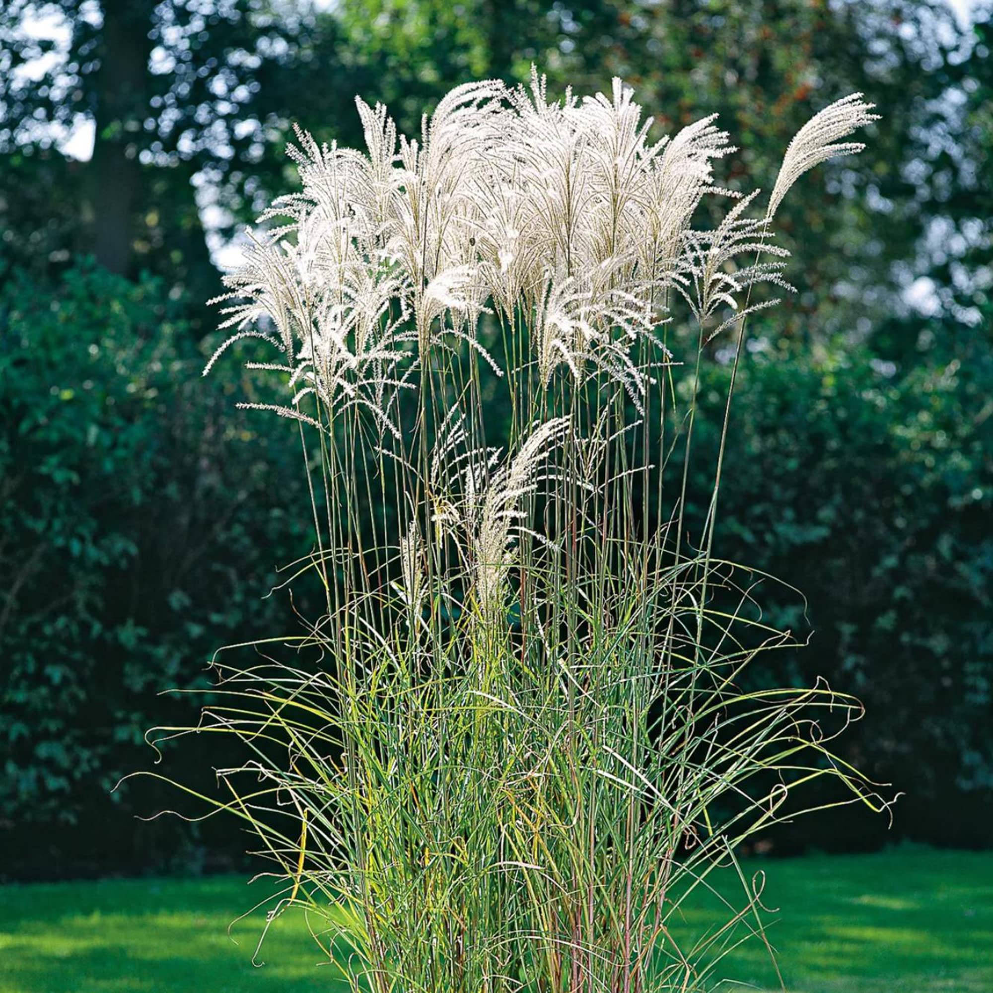 Miscanthus Grass Seeds for Planting in Landscape Garden