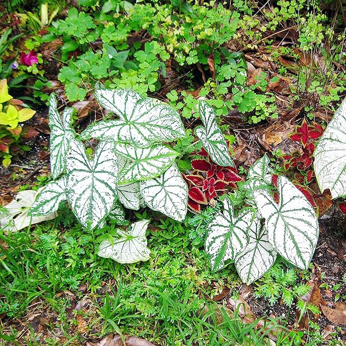 Caladium Bicolor Plant Caladium bicolor Seeds for Planting in Flower Bed