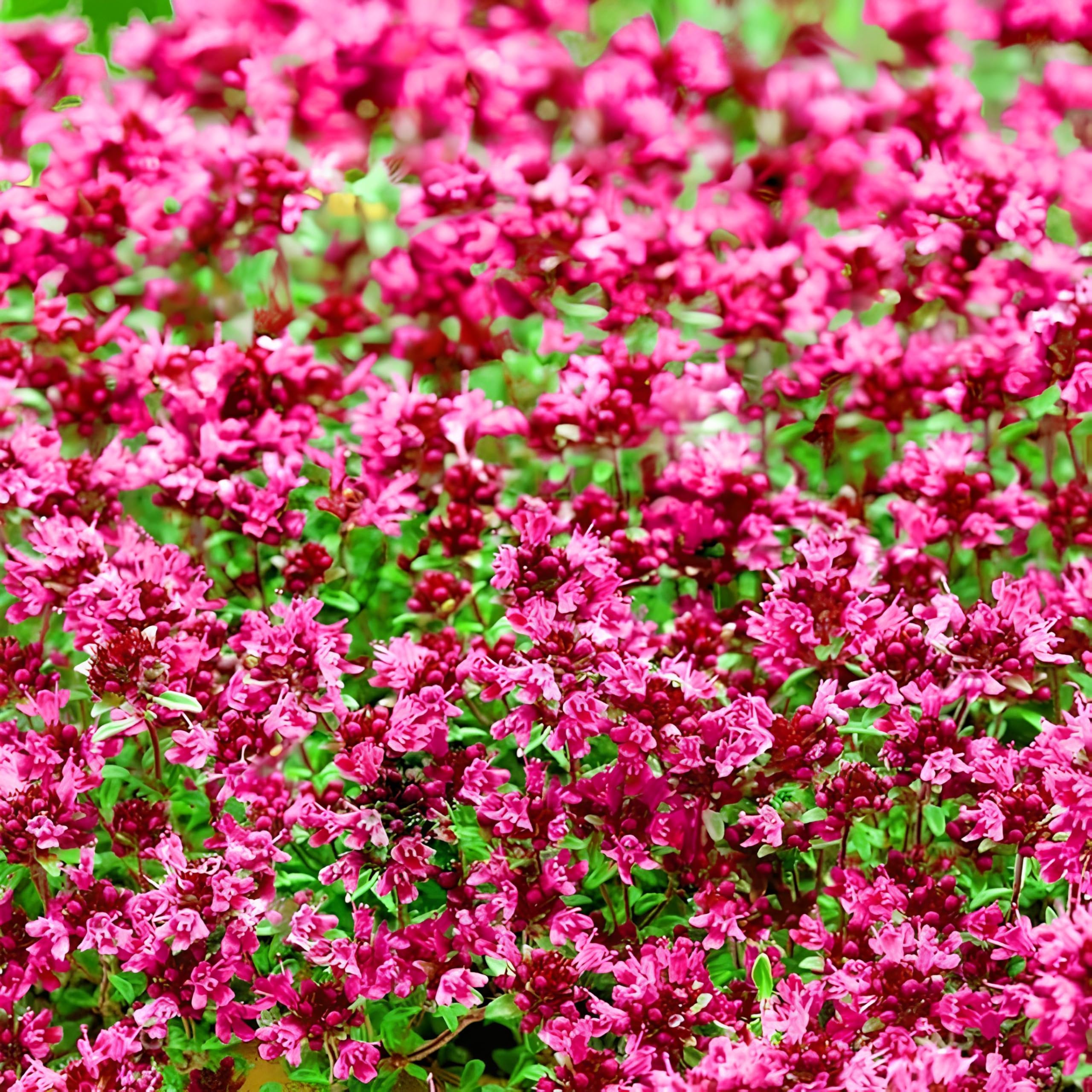 Climbing Thyme Seeds