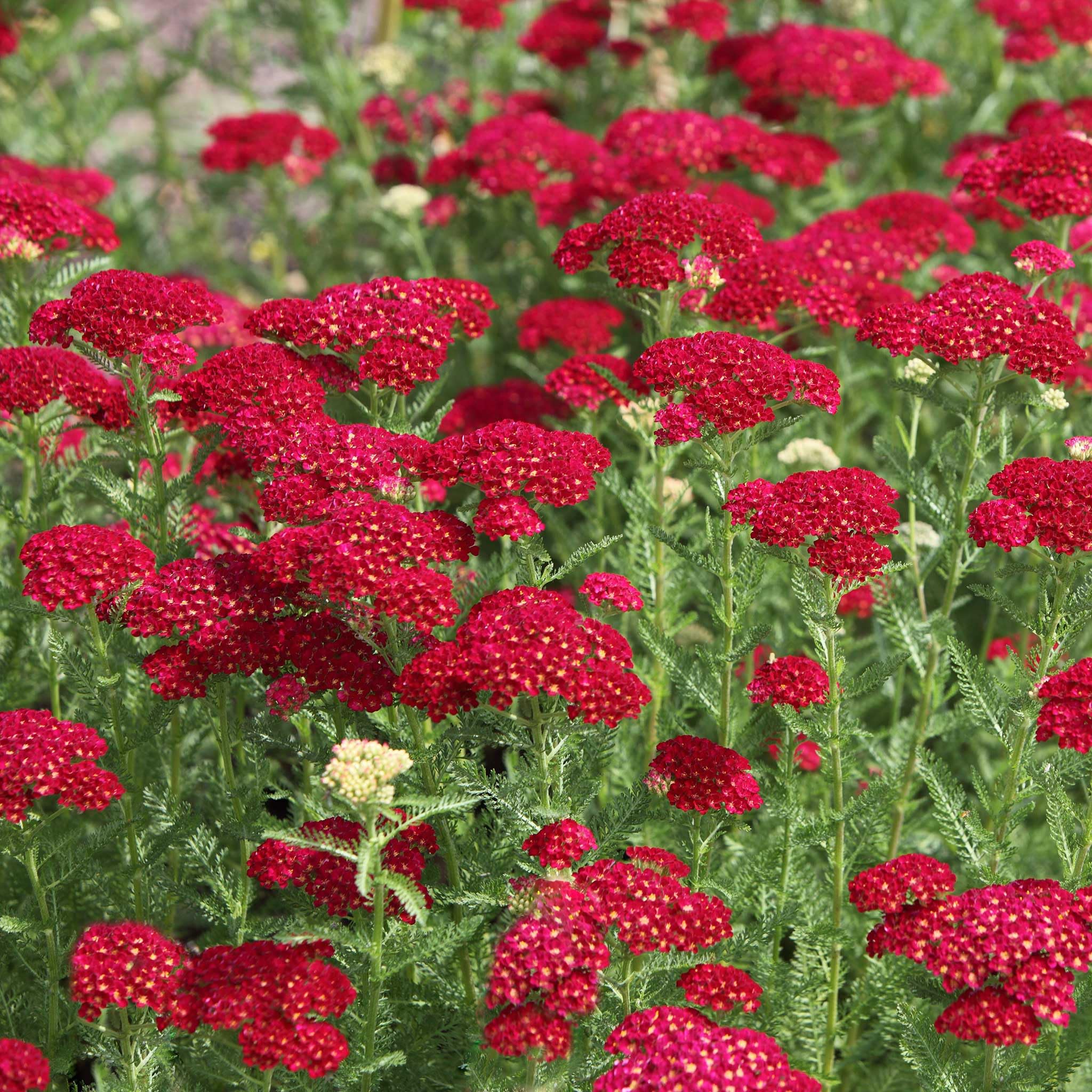 Red Yarrow Achillea millefolium Seeds for Planting wildflower bee butterfly garden