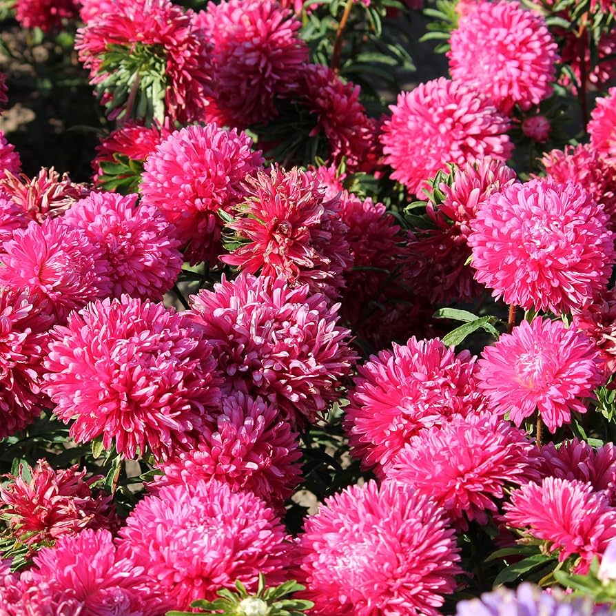 Red Aster Callistephus chinensis Gremlin Double Seeds growing in home gardens, containers, raised beds, and outdoor landscapes