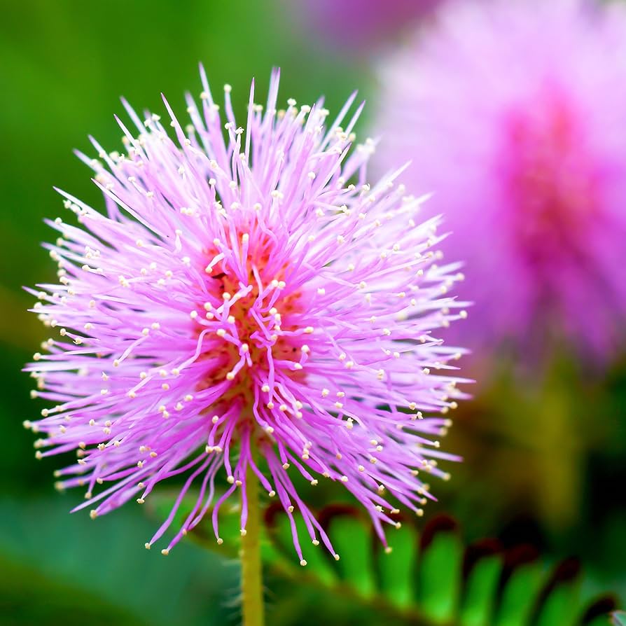 Plantas Sensibles Flower seeds for Planting - Hardy Variety, Heirloom & GMO Free Seeds for Home Garden