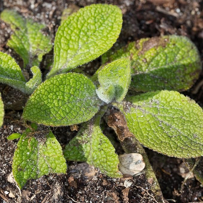Foxglove Digitalis purpurea Flower Seeds for Planting in Flower Bed & Garden