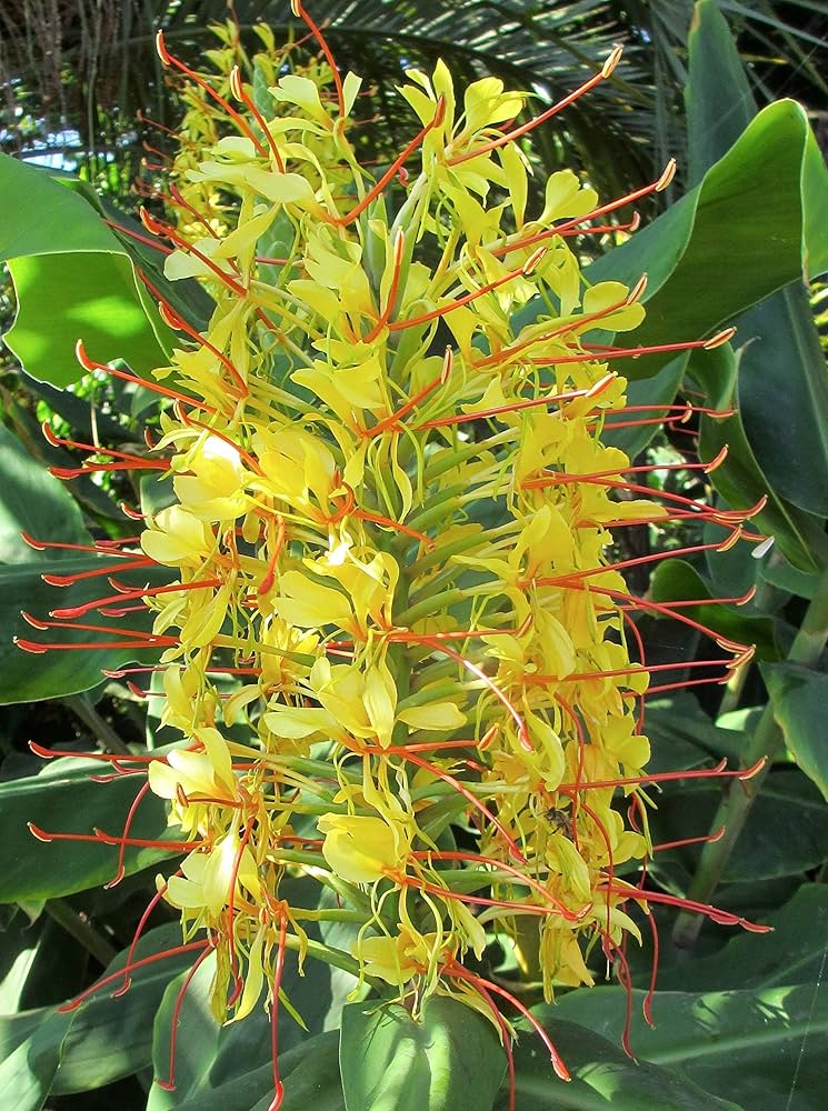 Evergrowseeds Kahili Ginger Lily flower seeds, Hedychium gardnerianum planting seeds for vibrant garden blooms, 20-pack.