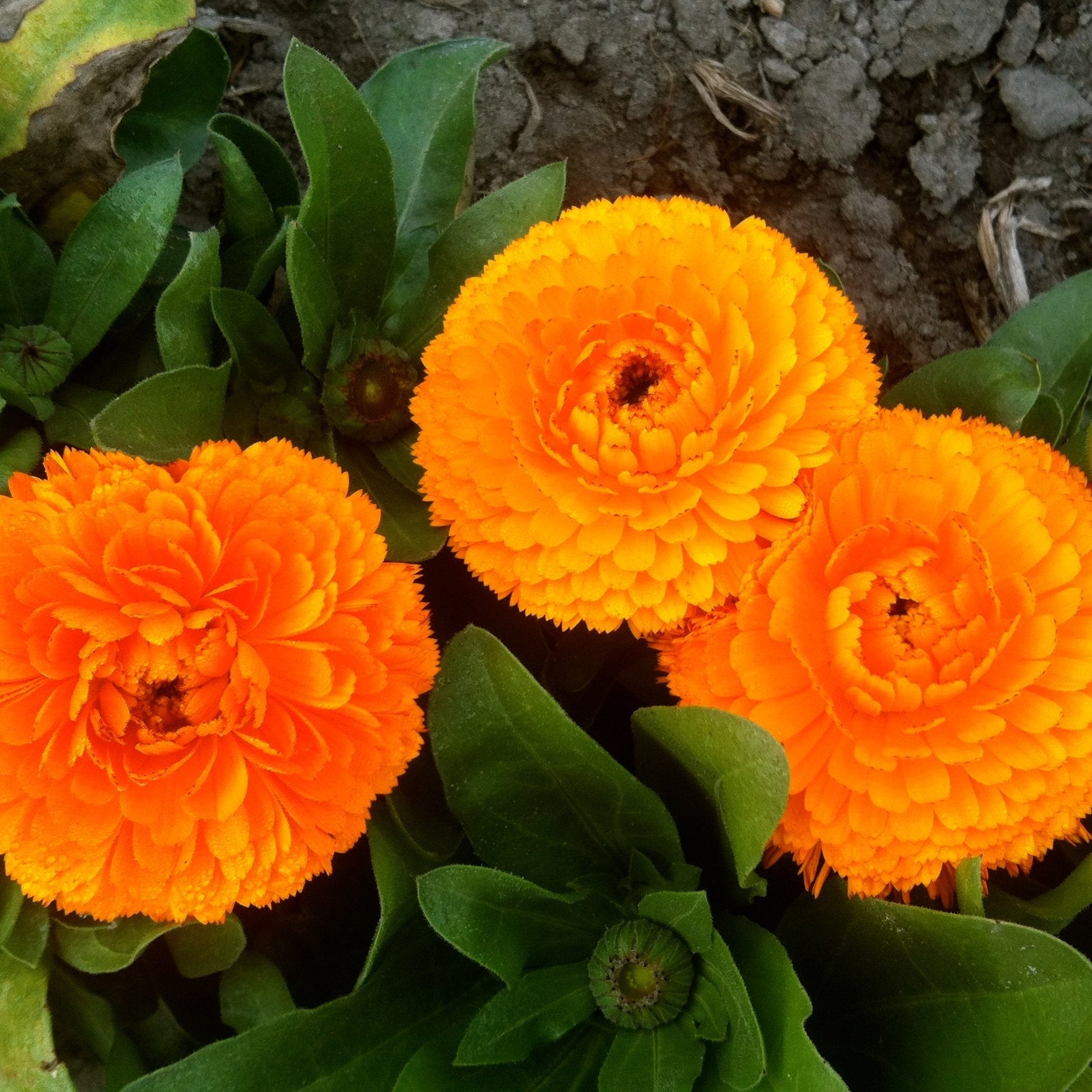 Calendula Seeds for Planting - Perfect for Flower Bed & Vegetable Patch