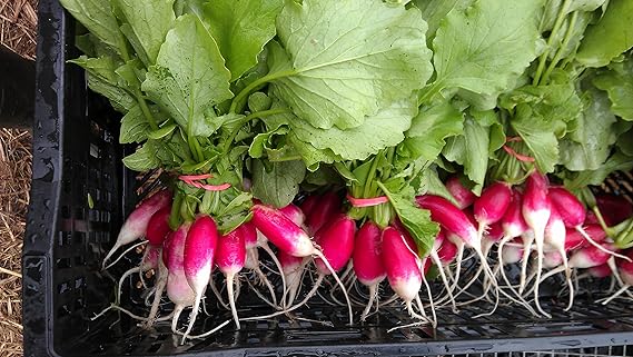 French Breakfast Radish Seeds for Quick-Growing Garden Vegetables