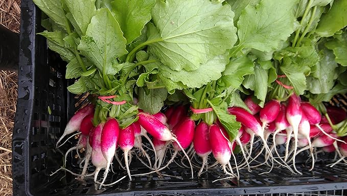 French Breakfast Radish Seeds for Crisp, Mild Flavor