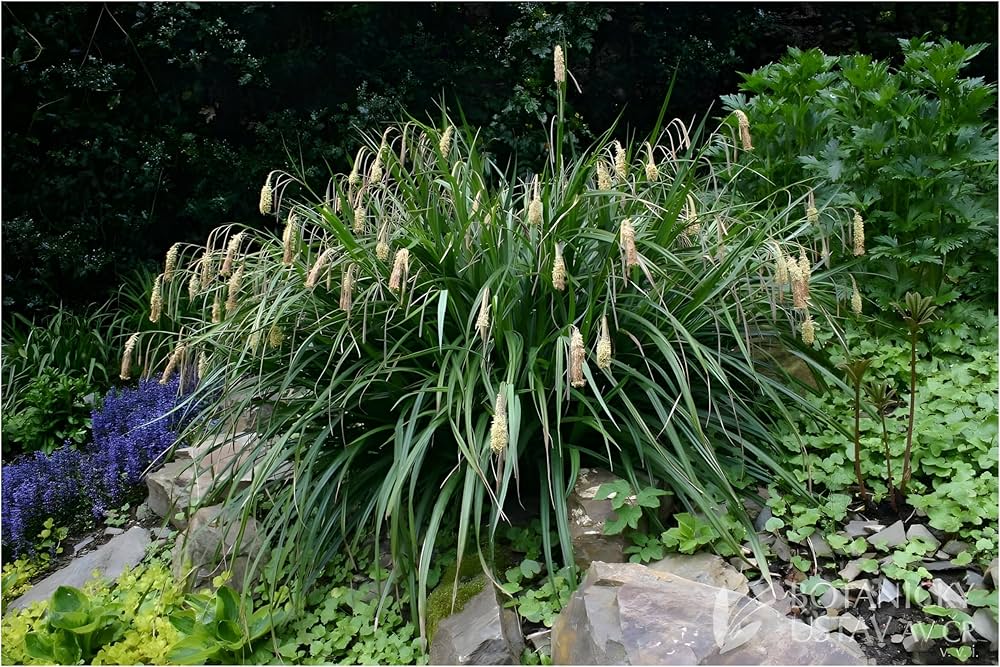 Carex Pendula Carex Pendula Seeds for Planting - Great for Flower Bed & Home Garden