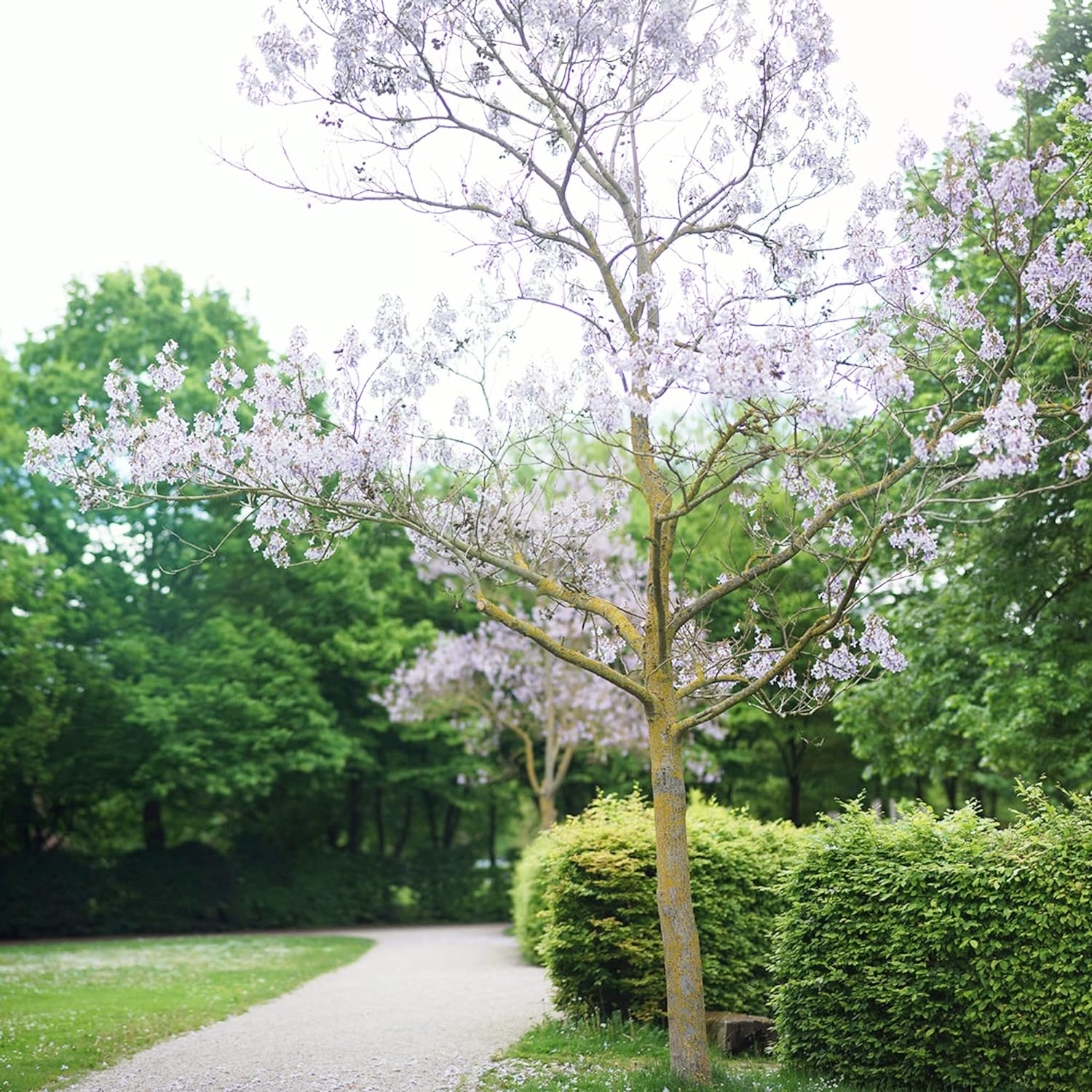 Paulownia Fortunei Seeds Empress Tree Royal Fast Growing Deciduous Fragrant Attract Pollinators