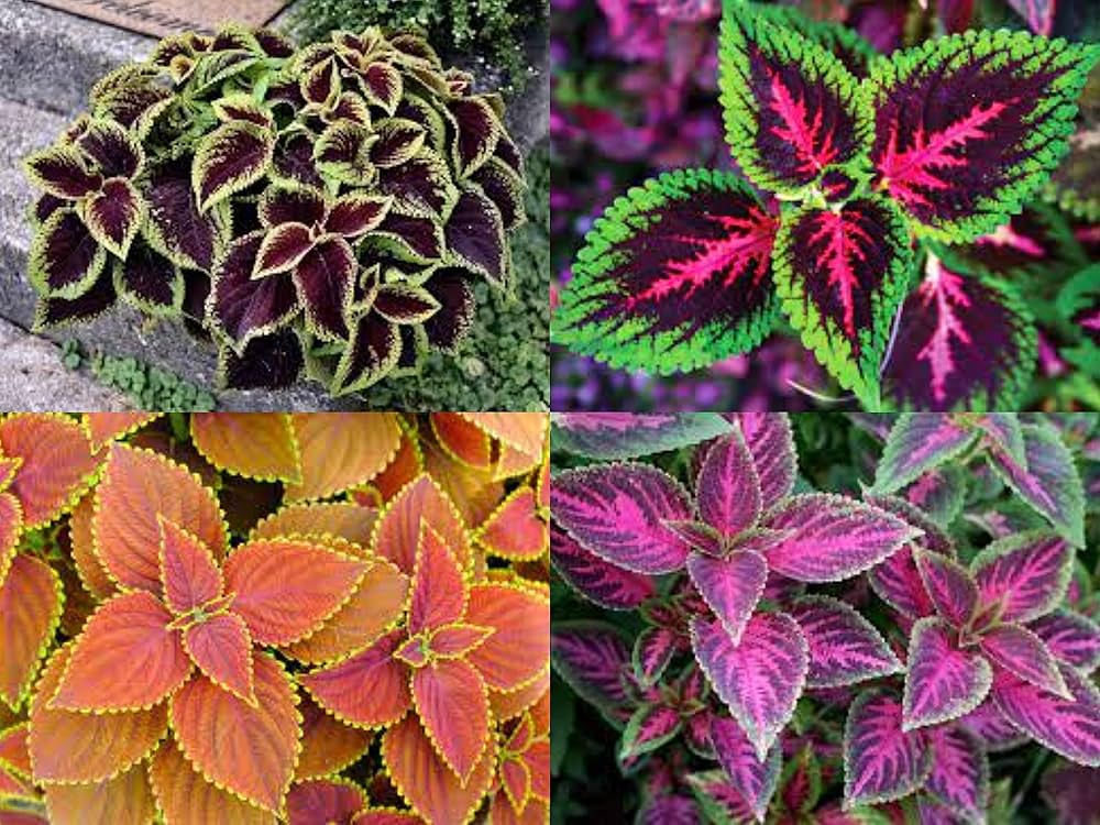 Green Brown Coleus Flower seeds for Planting - Cottage Garden Essential, Heirloom & GMO Free Seeds for Home Garden