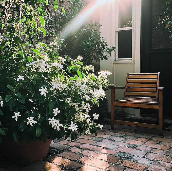 Night Blooming Jasmine Cestrum nocturnum Seeds for Planting in Garden & Flower Bed