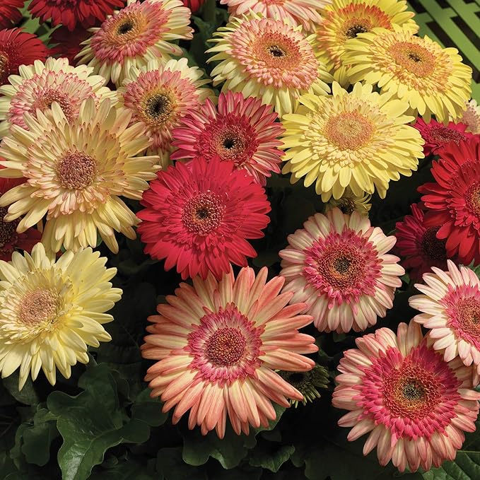 Gerbera Daisy Gerbera jamesonii Seeds for Planting in Flower Bed & Garden
