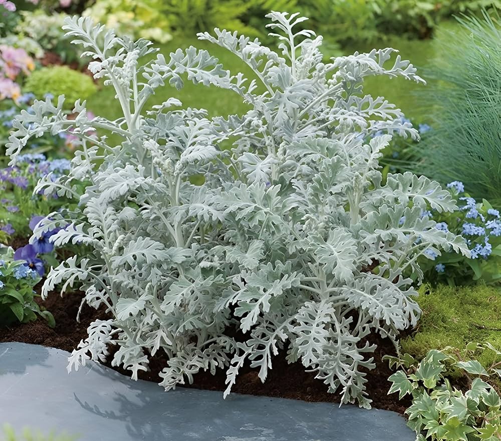 Gray Cineraria Dusty Flower seeds for Planting - Seasonal Bloomer, Heirloom & GMO Free Seeds for Home Garden