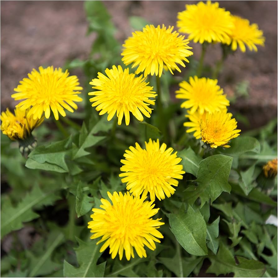 Dandelion Seeds for Planting Taraxacum officinale for wildflower beds and herbal gardens