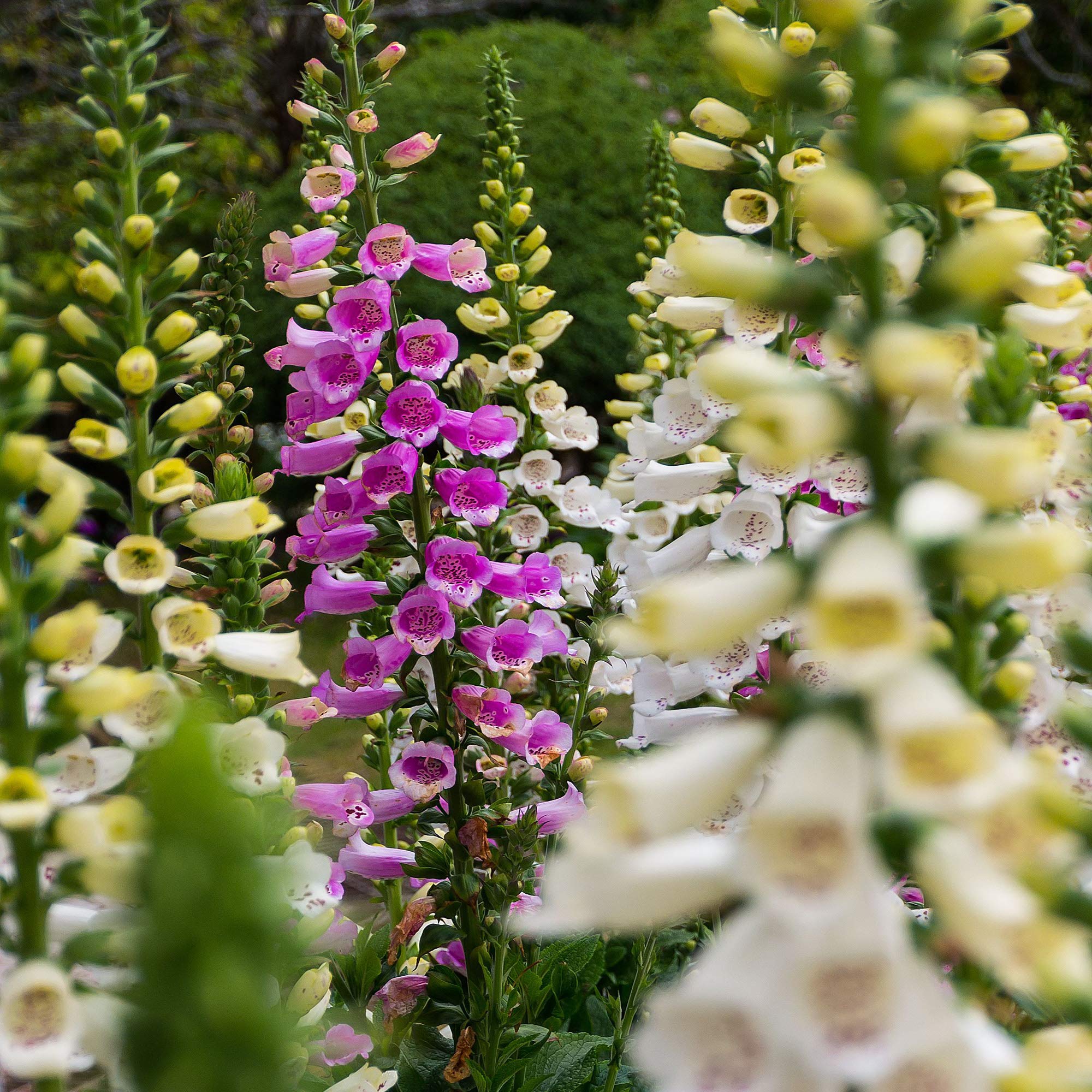 Foxglove Digitalis purpurea Flower Seeds for Planting in Flower Bed and Woodland Garden