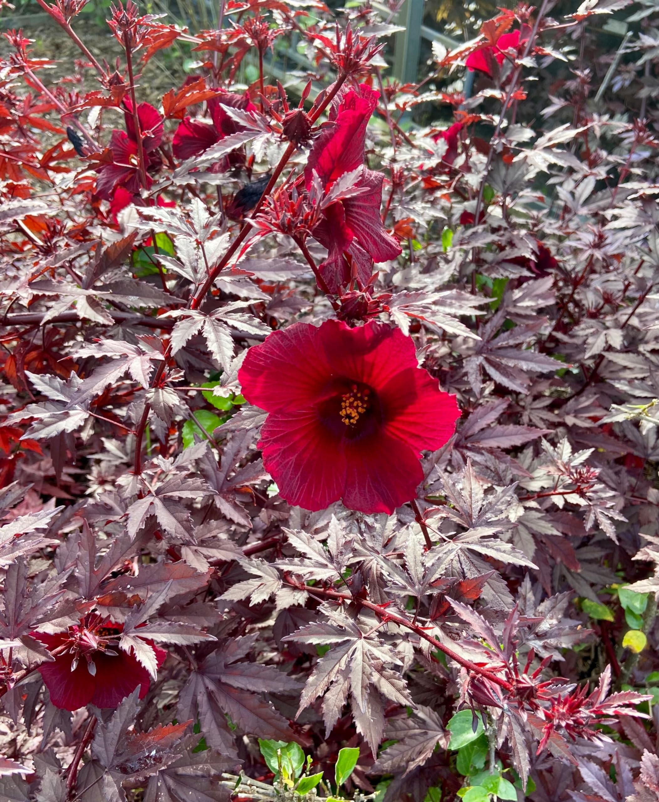 Evergrowseeds cranberry hardy crush hibiscus flower seeds for planting in flower beds, showcasing vibrant hibiscus rosa-sinensis blooms