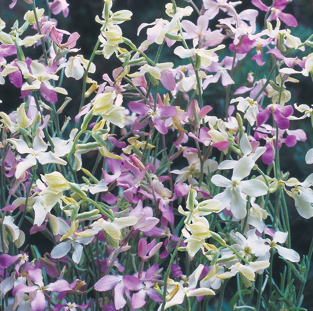 Mixed Color EveningScented Flower Seeds for Planting Bright Blooms Heirloom & GMO Free Seeds for Home Garden
 
 Sale